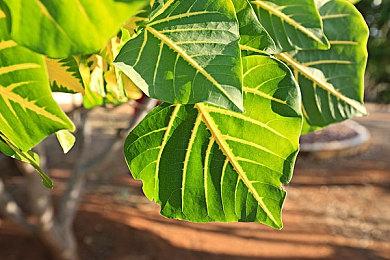 热血校园Boss Rush动作游戏《BAKUDO》集英社游戏宣布与赛亚游戏共同开发强力新作