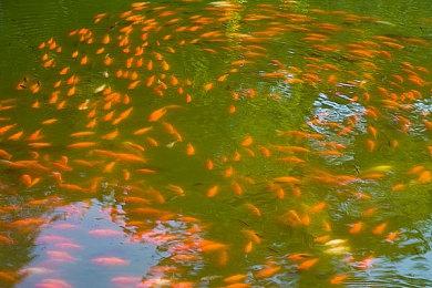 光环无限多人游戏不可用解决办法 多人测试下载指南